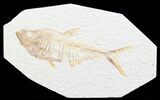 Diplomystus Fossil Fish - Wyoming #41049-1